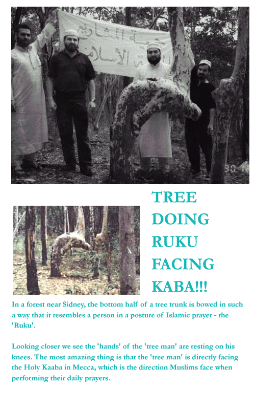 TreeinRukufacingKaba.gif